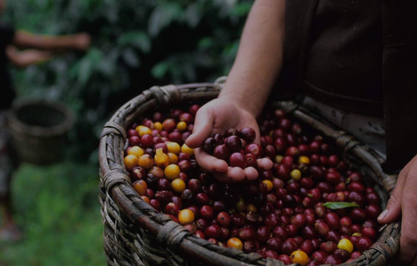 Coffee cultivation