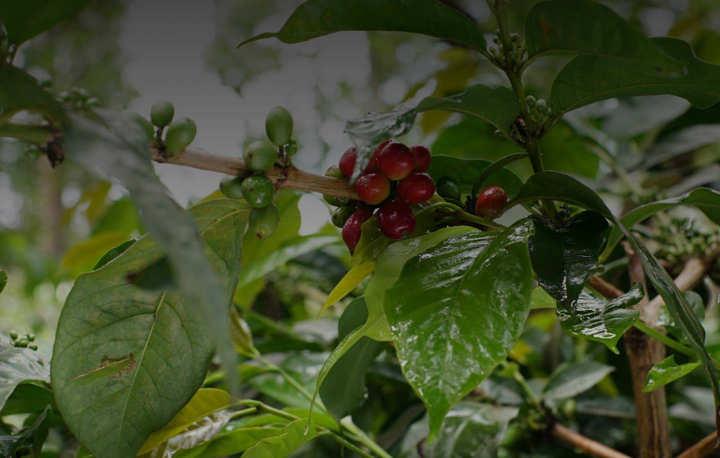 coffee plant